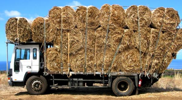 Cane straw being transported to the highlands of Réunion for use on cattle farms © F. Guerrin, Cirad